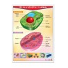 Póster Célula Vegetal Y Animal