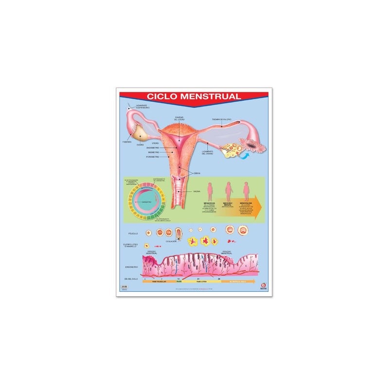 Póster Ciclo Menstrual