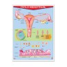 Póster Ciclo Menstrual