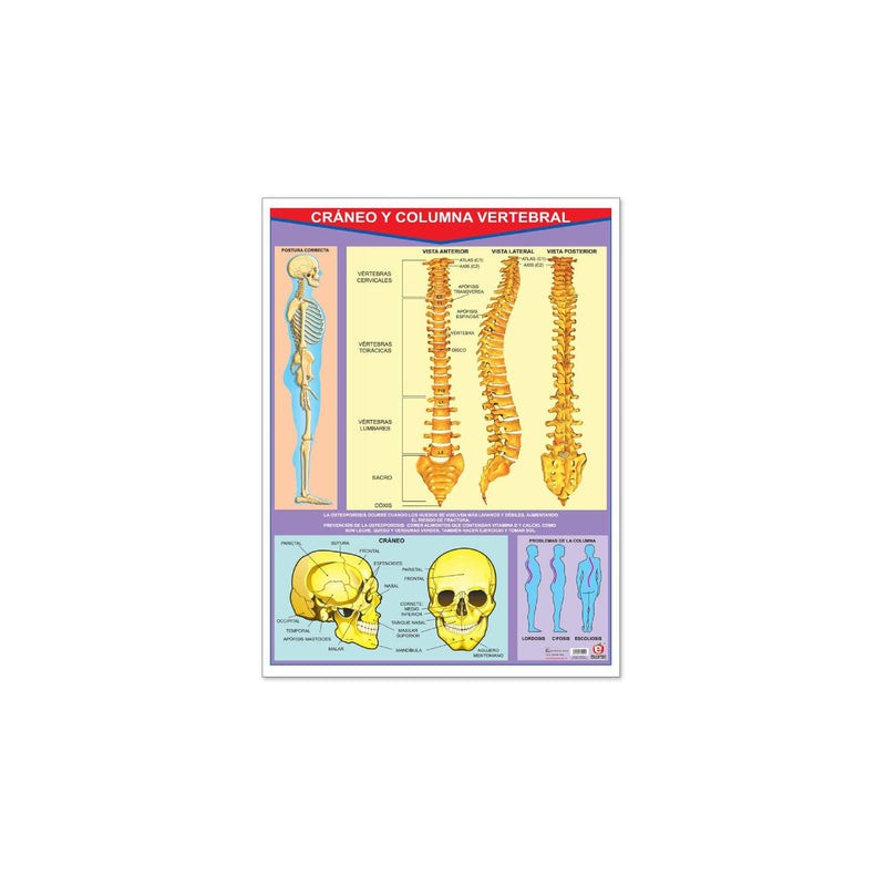 Póster Cráneo Y Columna Vertebral
