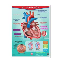 Póster El Corazón