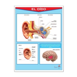 Póster El Oído