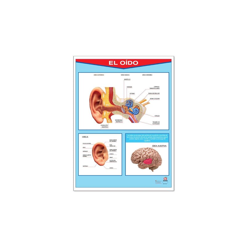 Póster El Oído