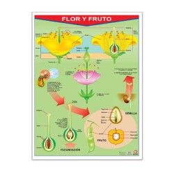 Póster Flor Y Fruto / Frutas