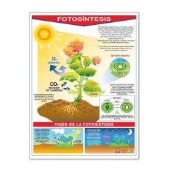 Póster La Fotosíntesis / La Hoja