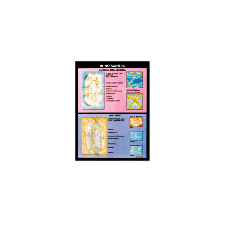 Póster Reino Monera