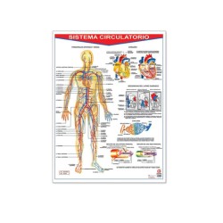 Póster Sistema Circulatorio
