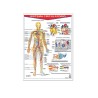 Póster Sistema Circulatorio