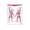 Póster Sistema Muscular