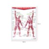 Póster Sistema Muscular