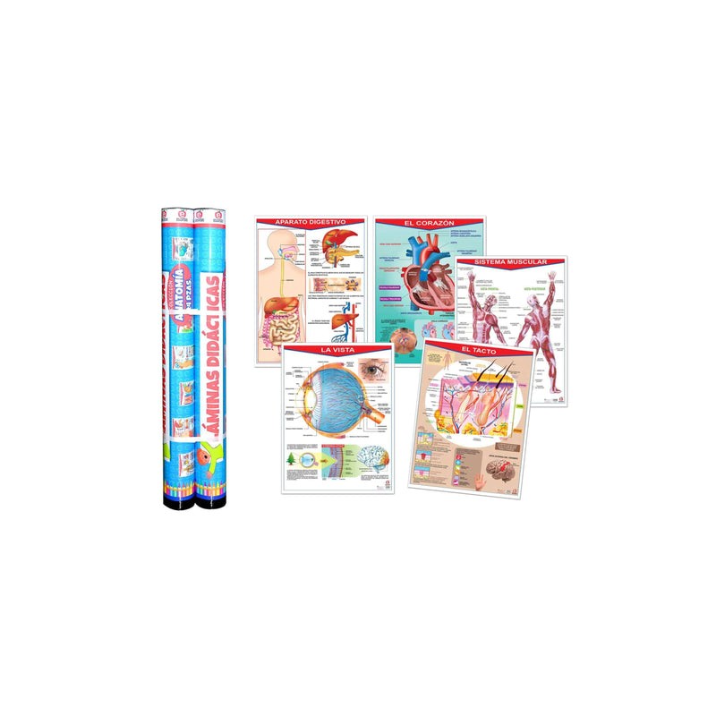Colección de Pósters Anatomía