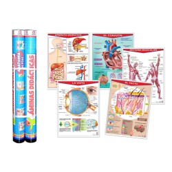 Colección de Pósters Anatomía